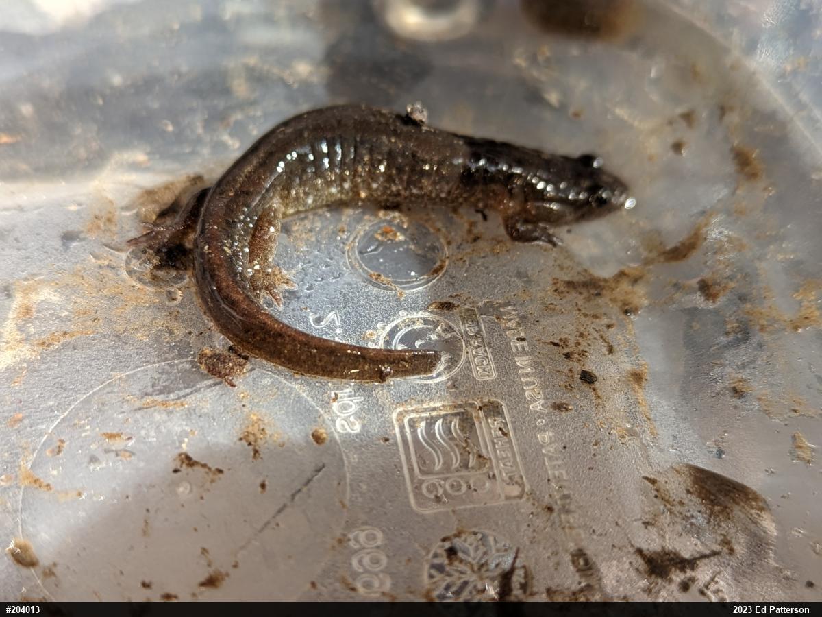 Northern Dusky Salamander