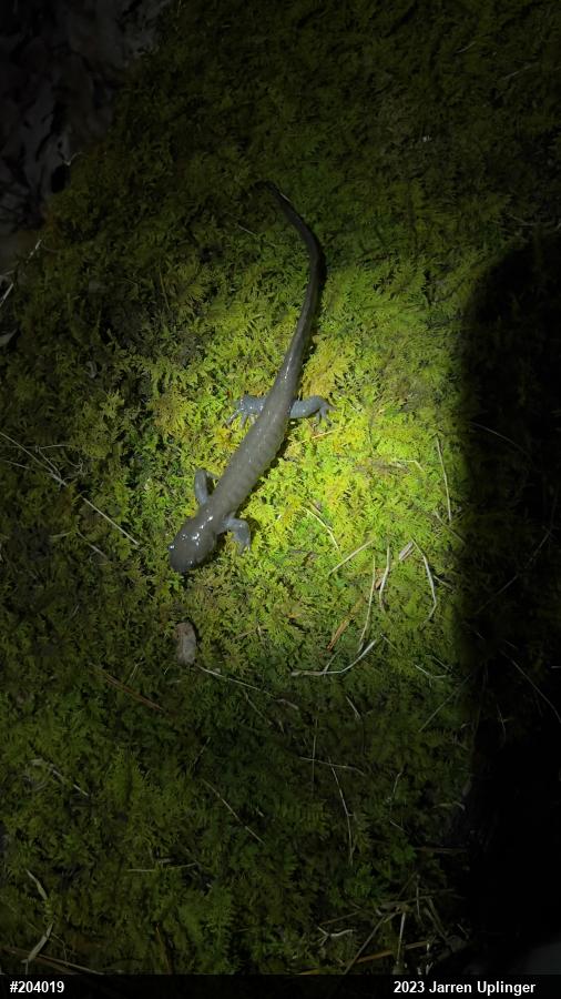 Jefferson Salamander