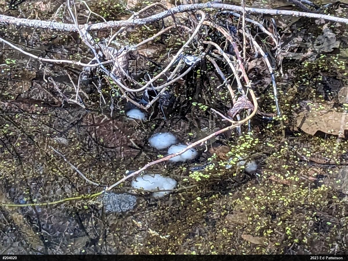 Spotted Salamander