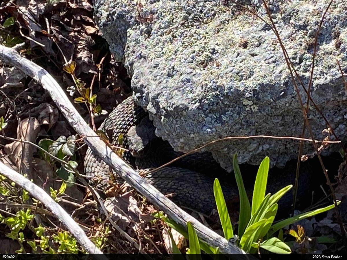 Timber Rattlesnake