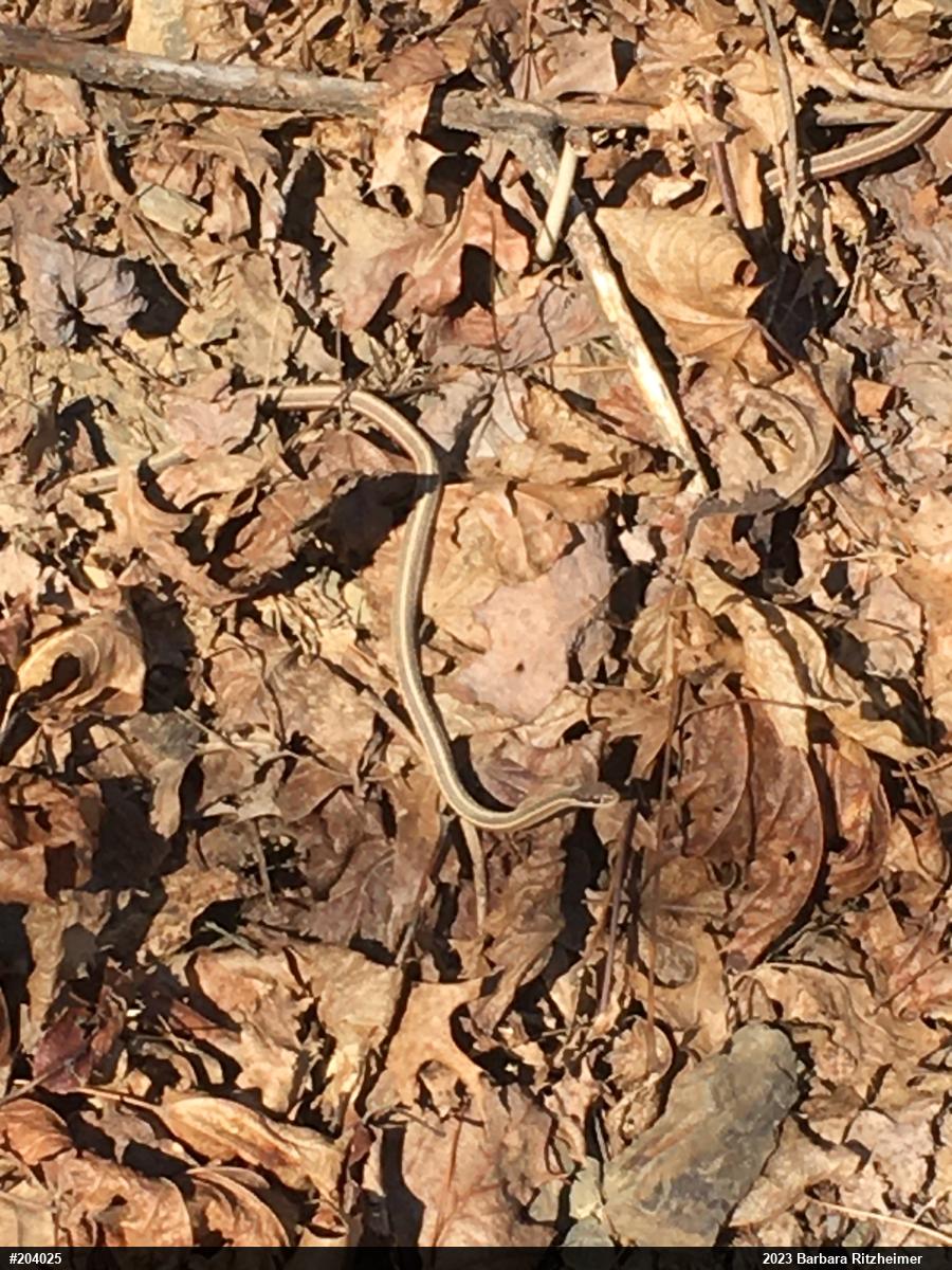 Common Ribbonsnake