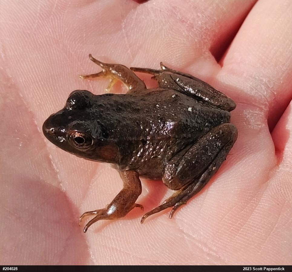 Green Frog