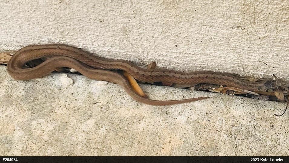 Dekay's Brownsnake