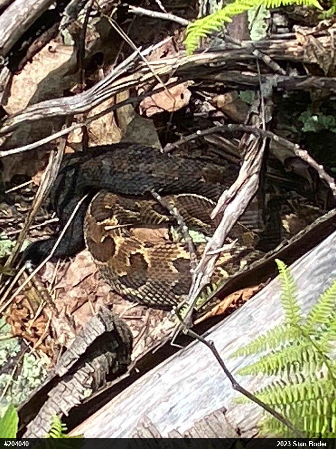 Timber Rattlesnake