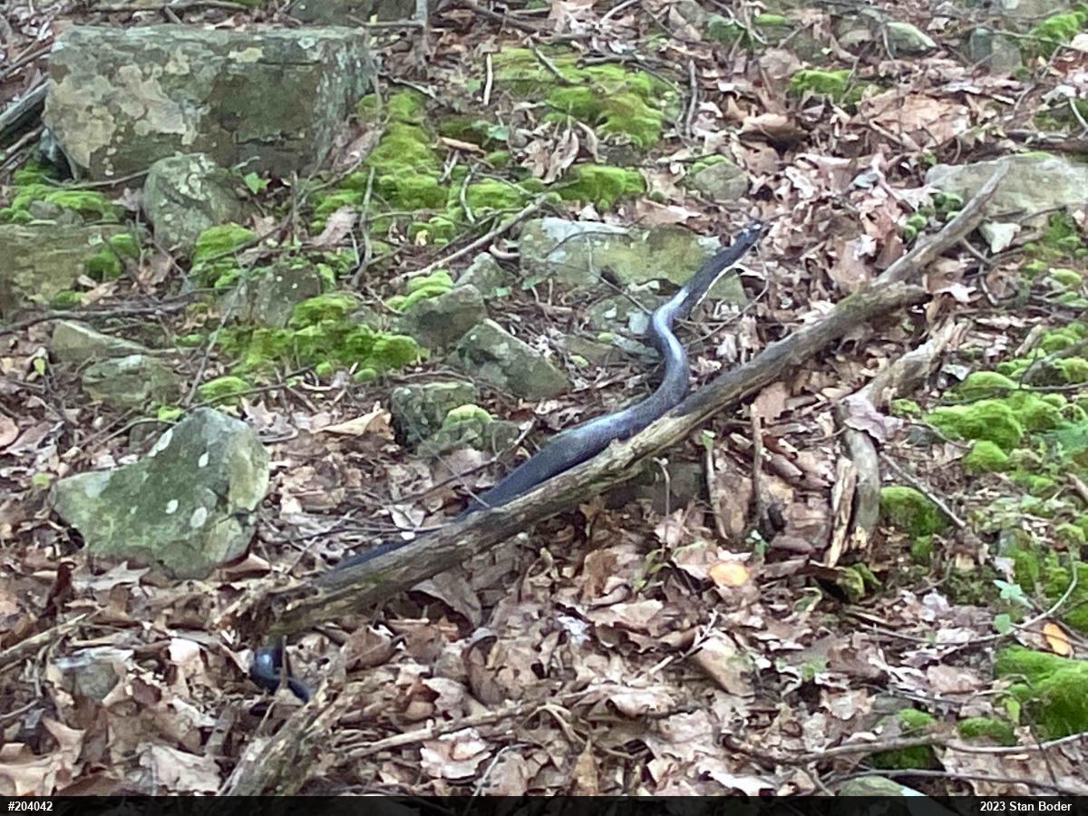 Eastern Ratsnake