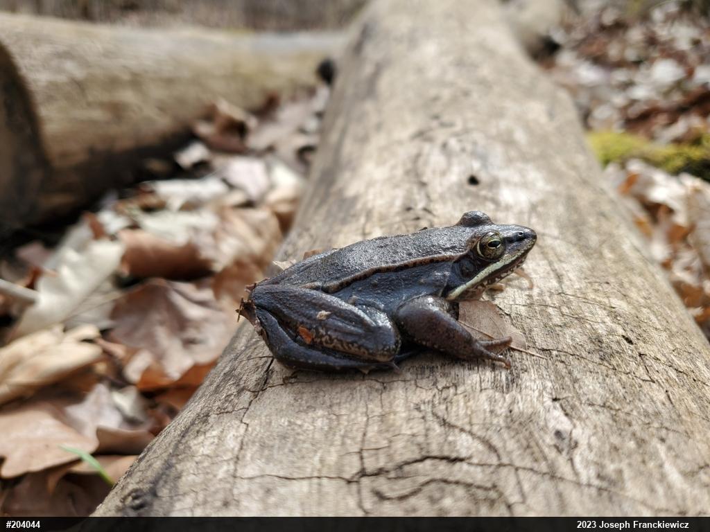 Wood Frog