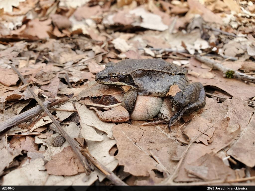 Wood Frog