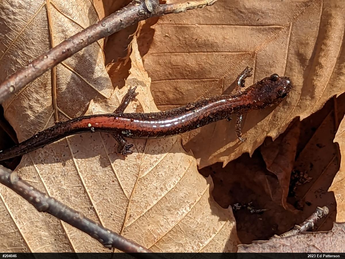 Eastern Red-backed  Salamander