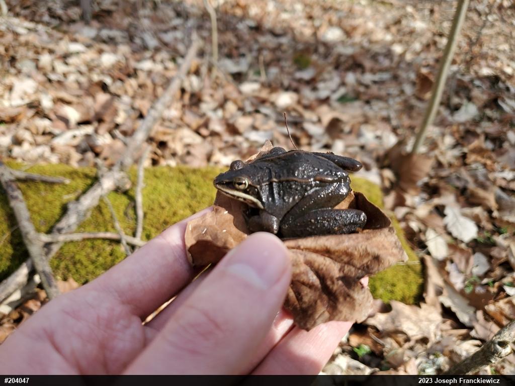 Wood Frog
