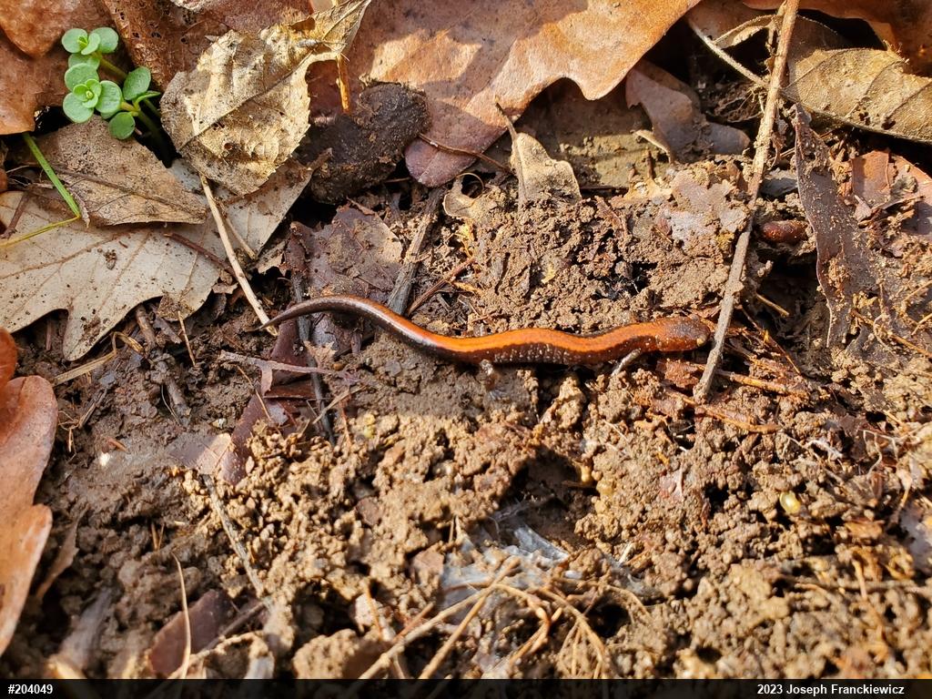 Eastern Red-backed  Salamander