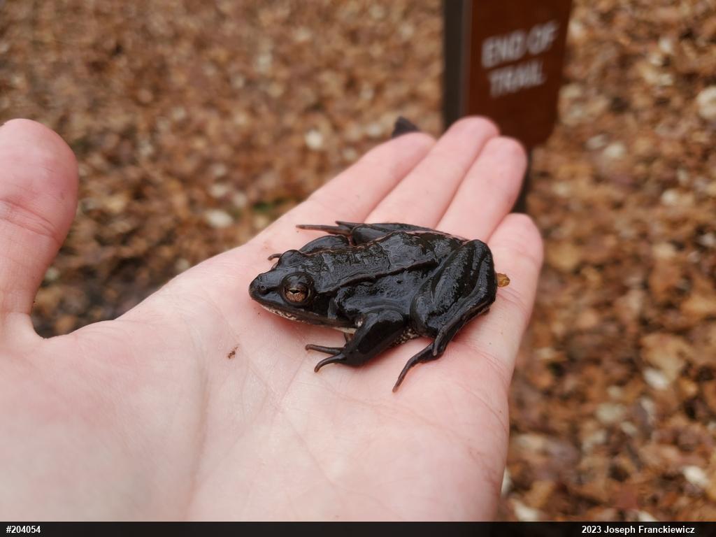 Wood Frog