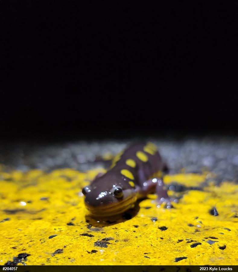 Spotted Salamander