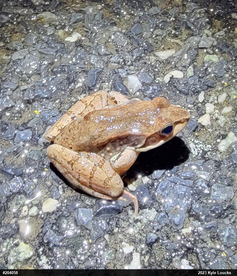Wood Frog