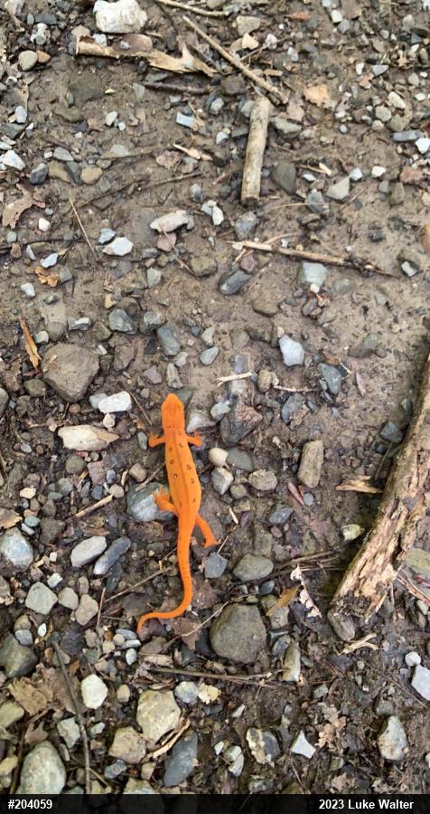 Red-spotted Newt
