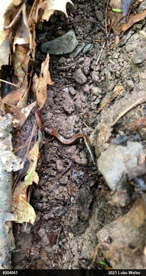 Allegheny Mountain Dusky Salamander