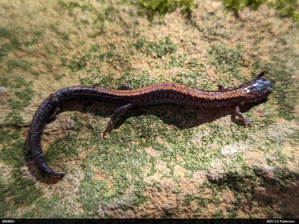 Eastern Red-backed  Salamander