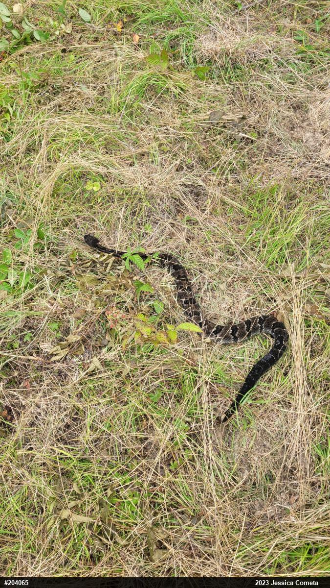 Timber Rattlesnake