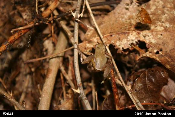 Spring Peeper