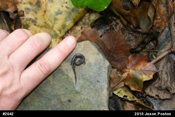 Northern Ravine Salamander