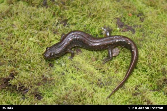 Northern Dusky Salamander