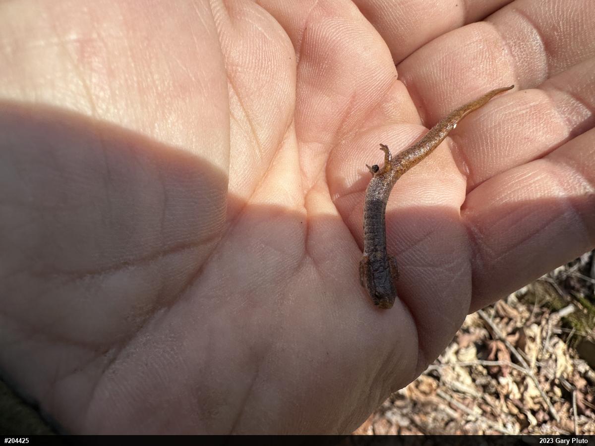 Four-toed Salamander