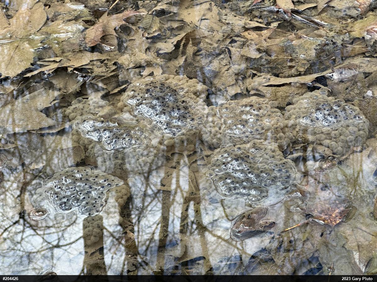 Wood Frog