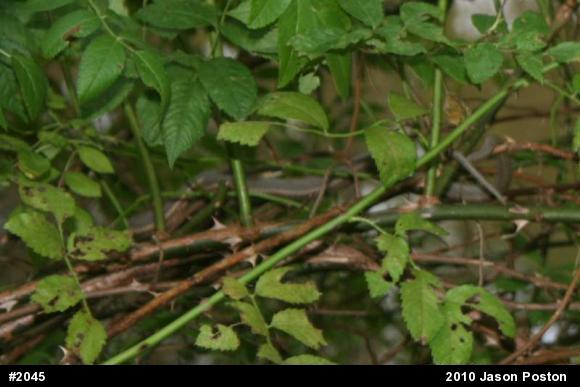 Queensnake
