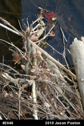 Northern Watersnake