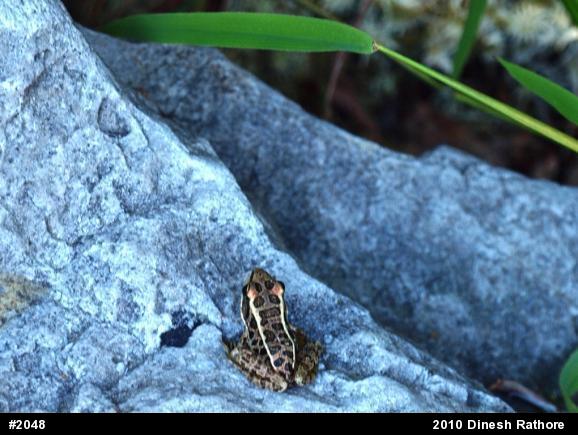 Pickerel Frog