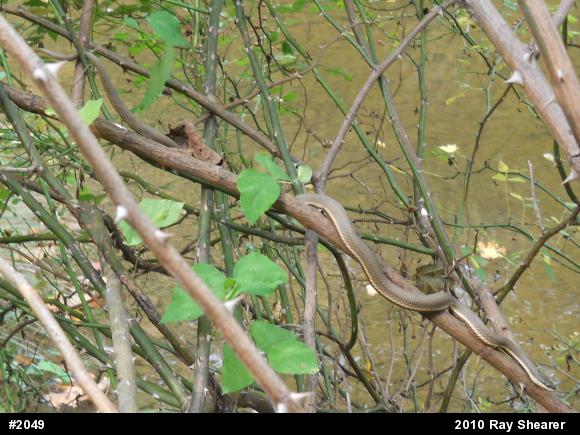 Queensnake