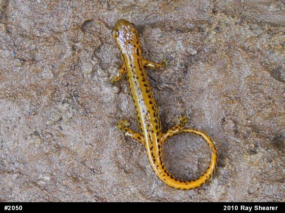 Eastern Long-tailed Salamander