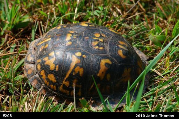 Eastern Box Turtle