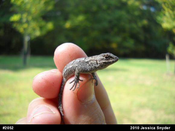 Eastern Fence Lizard