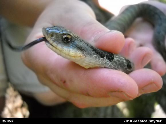 Eastern Hog-nosed Snake