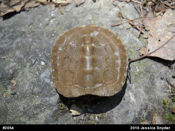 Wood Turtle