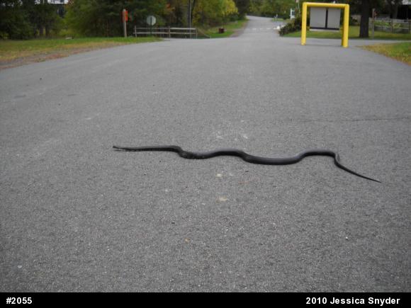 Eastern Ratsnake