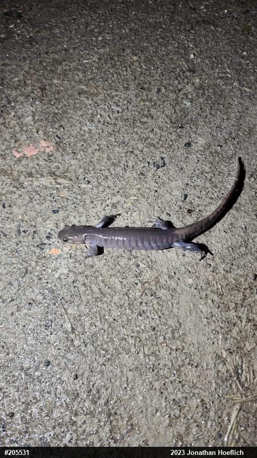 Jefferson Salamander