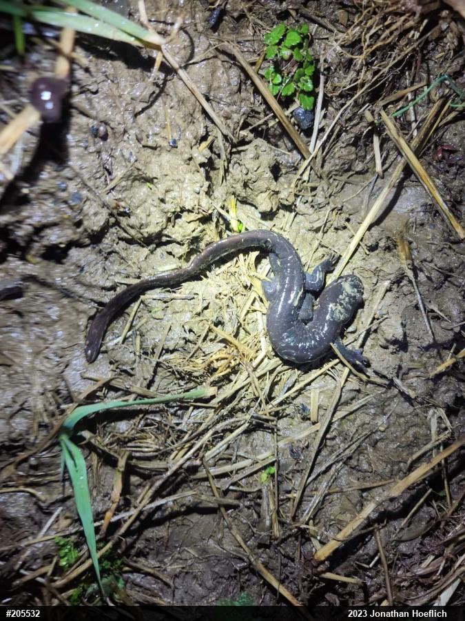 Jefferson Salamander