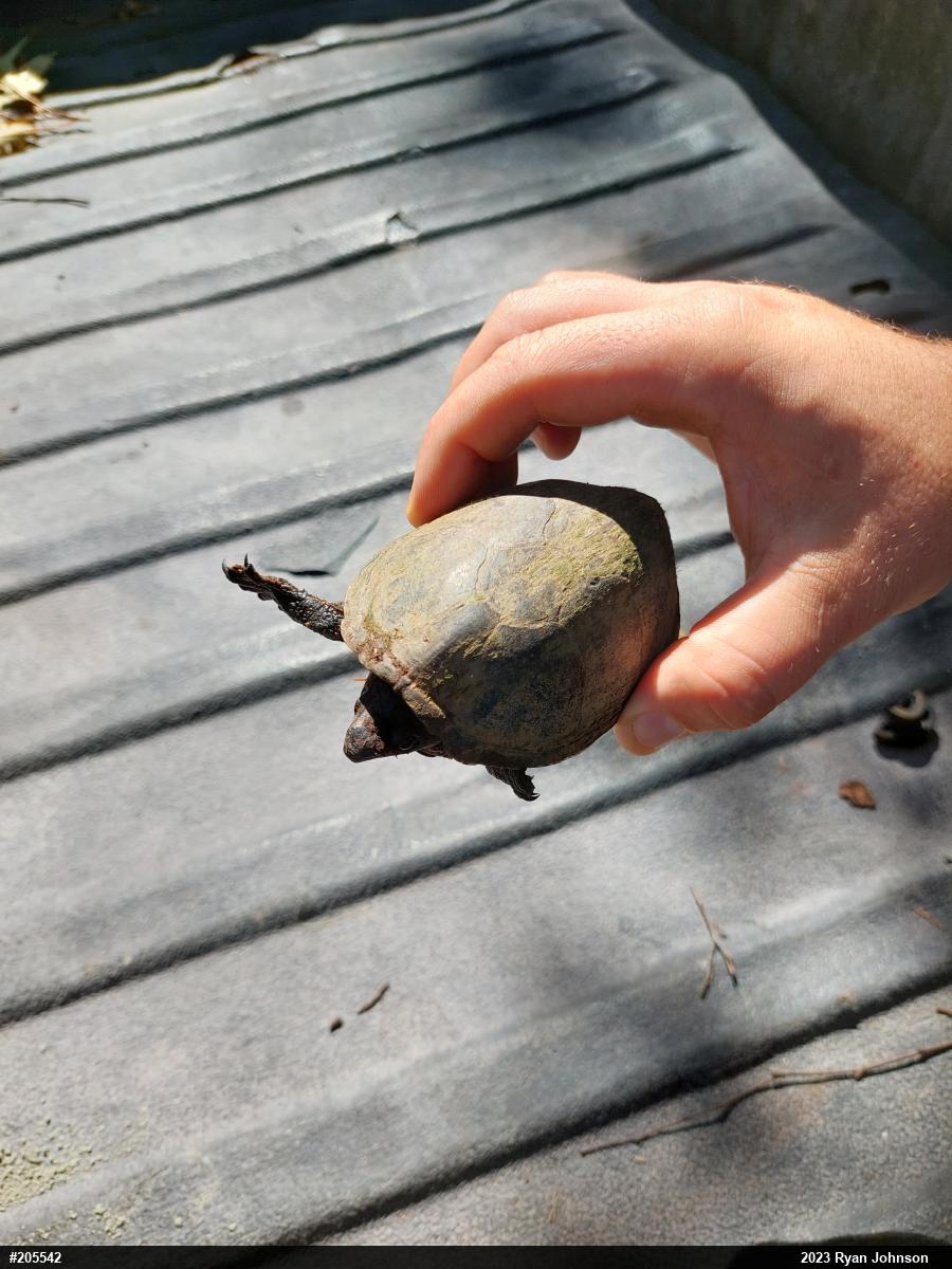 Eastern Musk Turtle