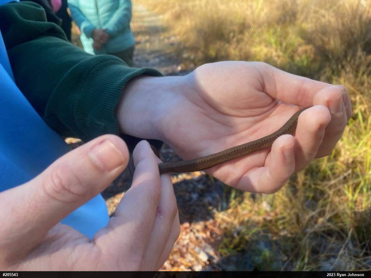 Red-bellied Snake