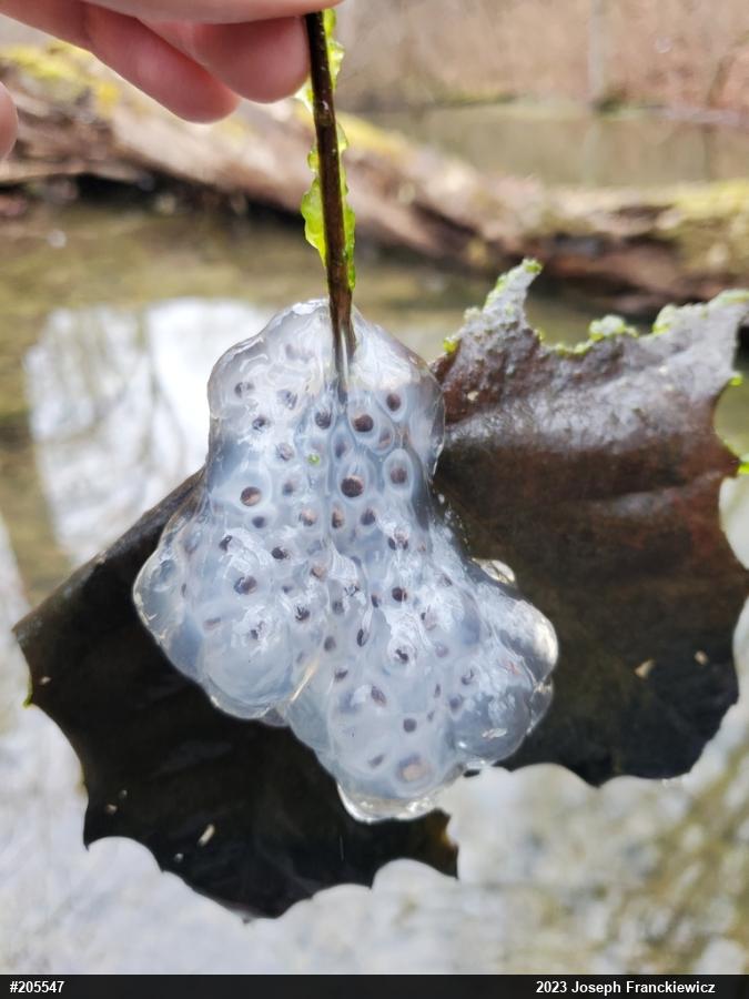Spotted Salamander