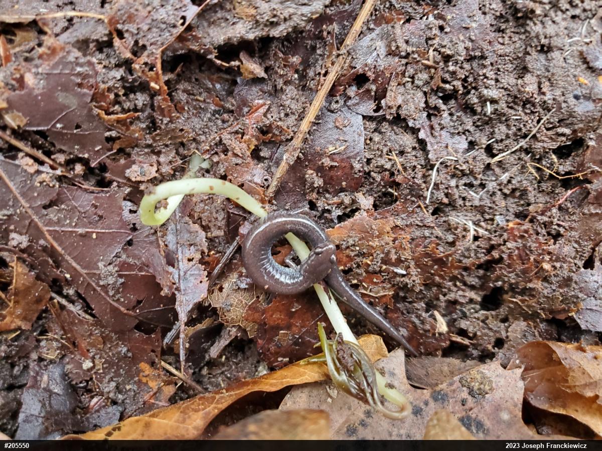 Eastern Red-backed  Salamander