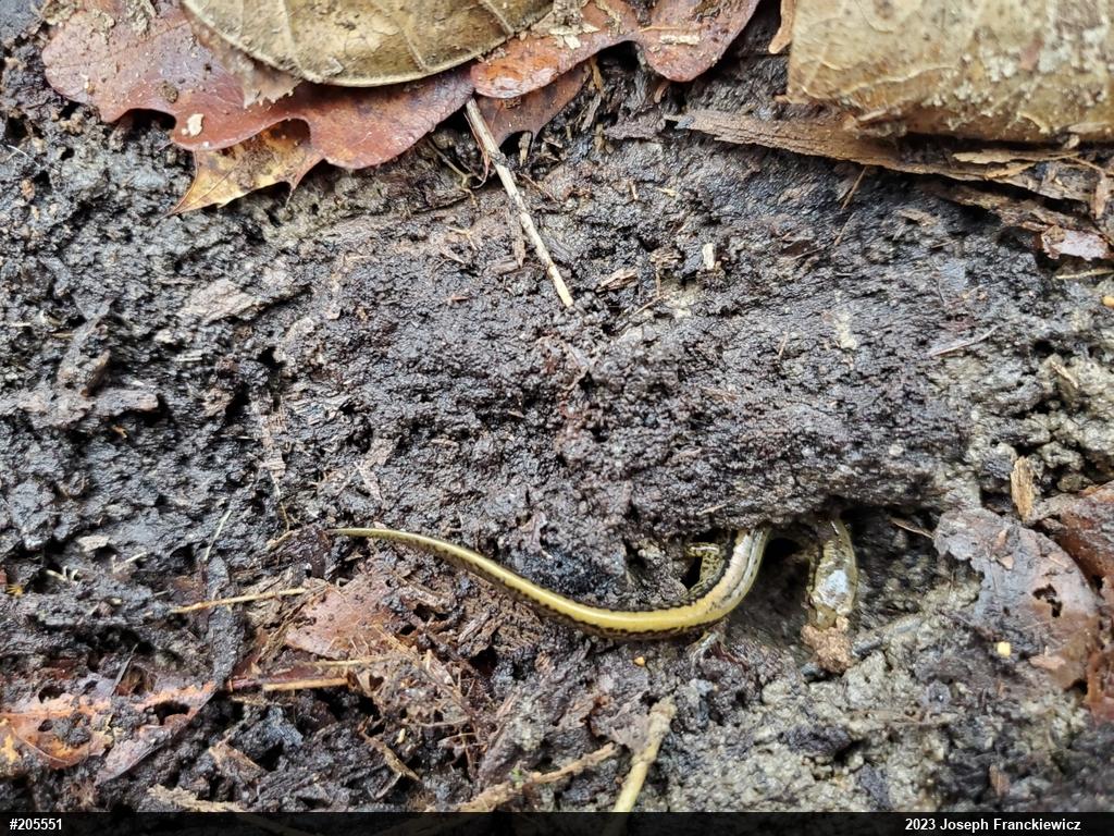 Northern Two-lined Salamander