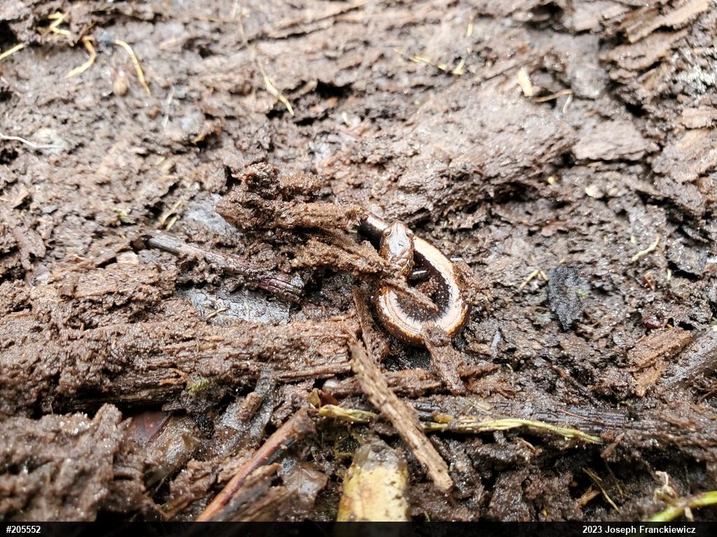 Eastern Red-backed  Salamander