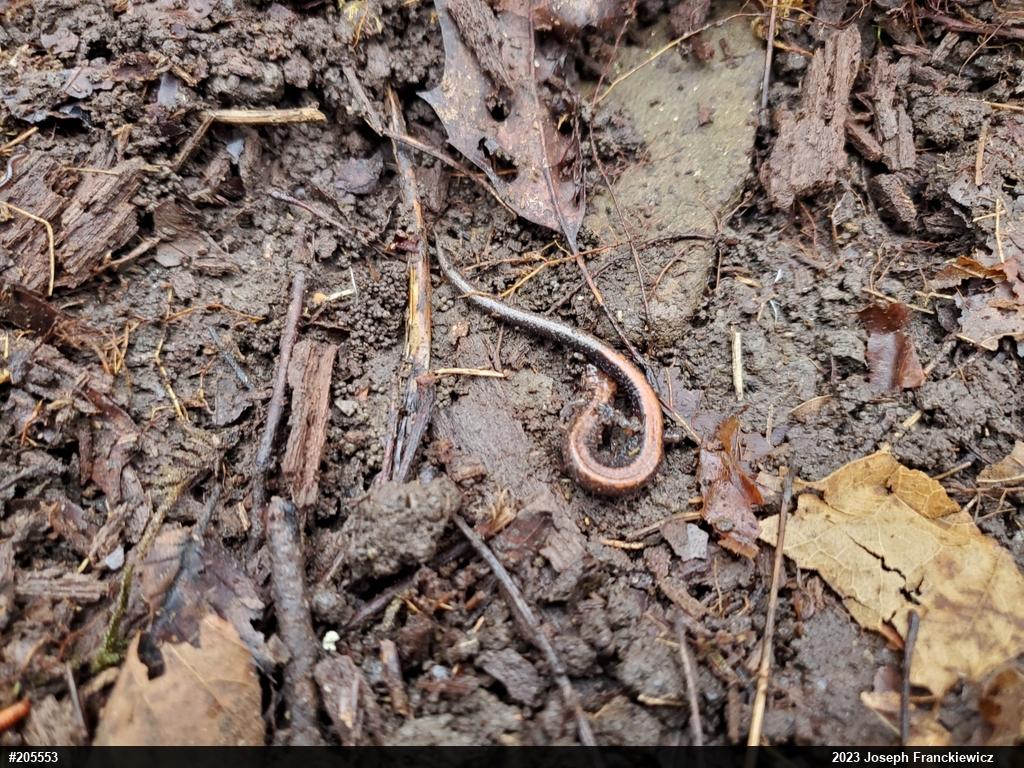 Eastern Red-backed  Salamander