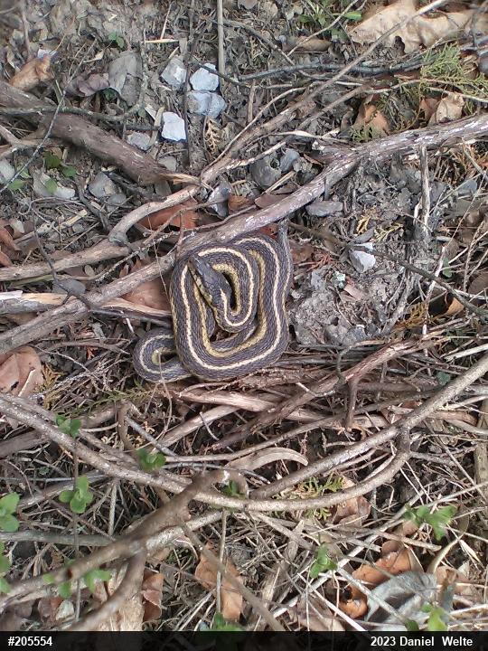 Eastern Gartersnake