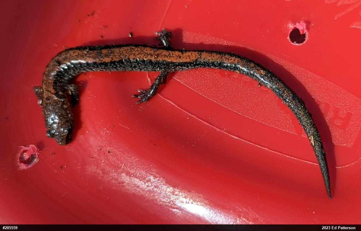 Eastern Red-backed  Salamander