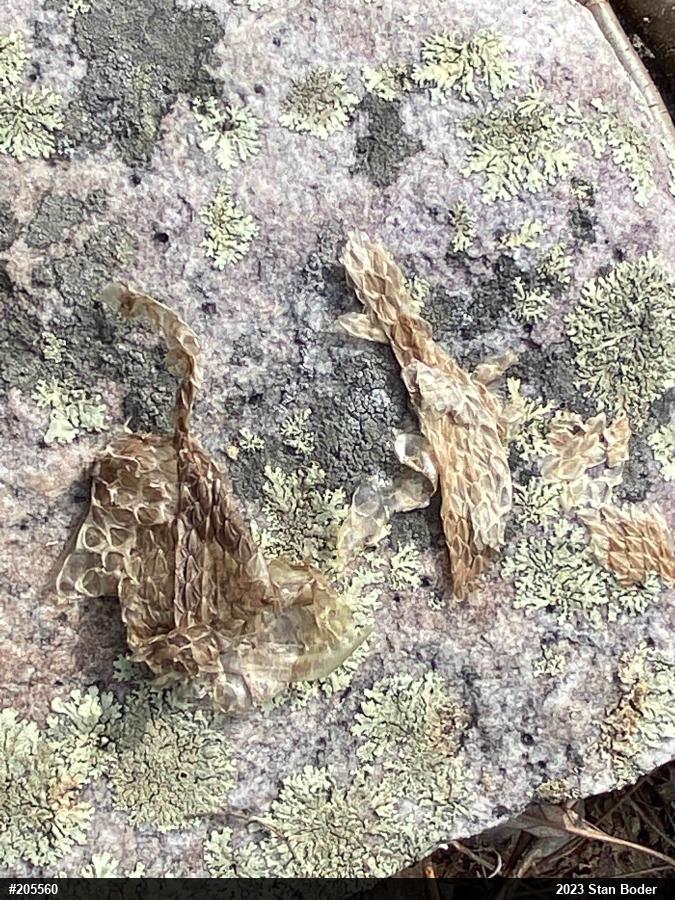 Timber Rattlesnake