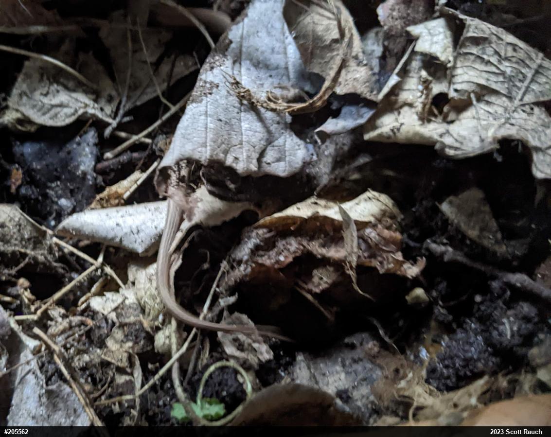 Dekay's Brownsnake