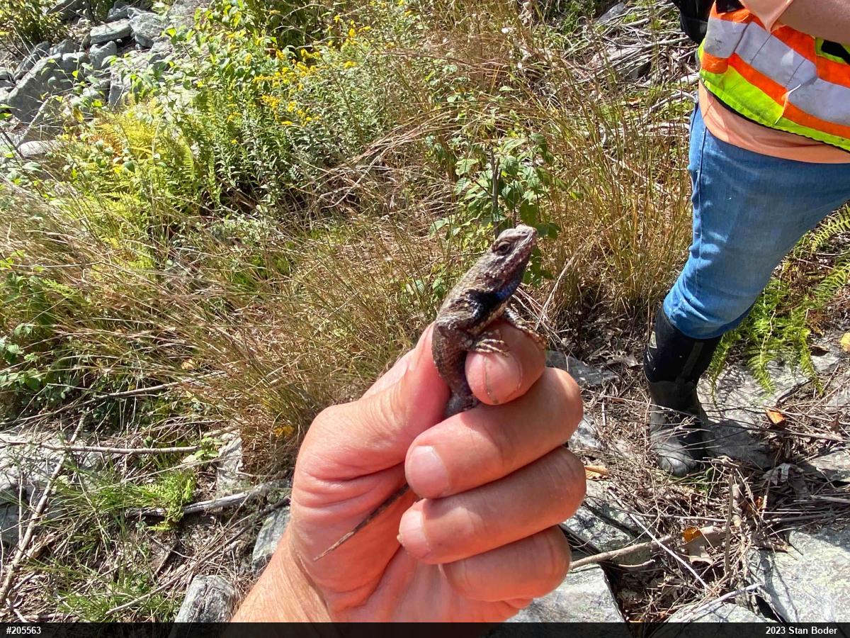 Eastern Fence Lizard